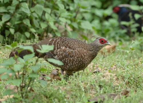 Beautiful Birds