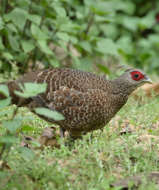 Beautiful Birds