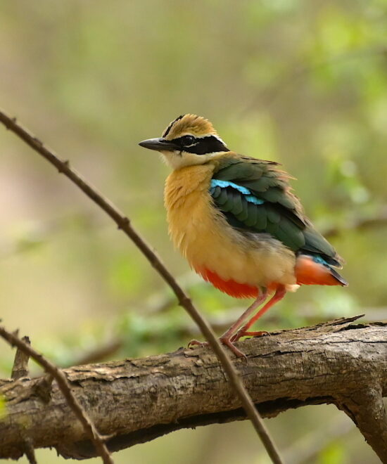 World Wild Safary